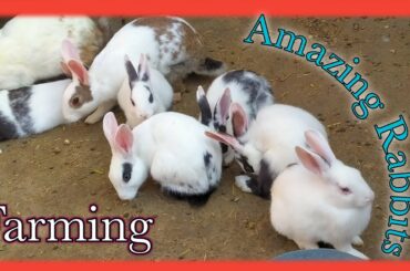Amazing Rabbits Competition video || Cute Bunny competition