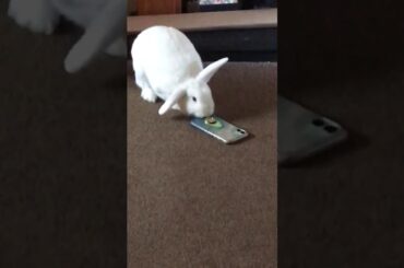 Teddy The Cute Bunny Rabbit Steals Apple iPhone 11 #Shorts