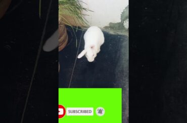 cute bunny funny video  cute bunny cute moments.
