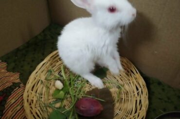Cute Bunny grooming