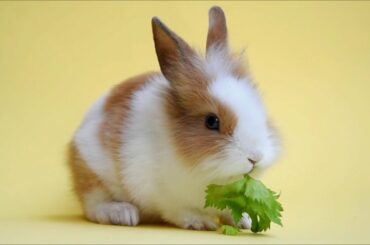 Funny and Cute Baby Bunny Rabbit Videos - Baby Animal Video Compilation  (2020) Full HD