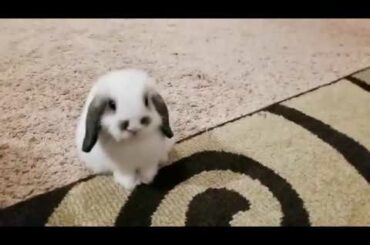 Baby Bunny loves petting!