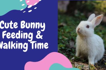 Cute Baby Bunny Feeding And Walking Time