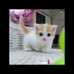 Funny Cats and Lovely kittens playing || Fish playing || Cute Bunny