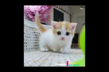 Funny Cats and Lovely kittens playing || Fish playing || Cute Bunny