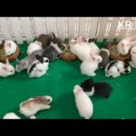 Rabbit Baby cute videos by farming