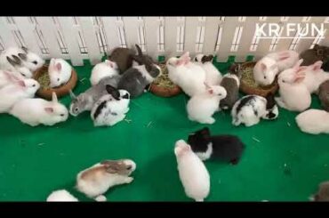 Rabbit Baby cute videos by farming
