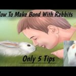 How To Make Bond With Rabbits | Cute Rabbit | Pet Rabbit