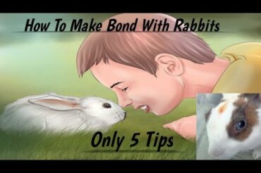 How To Make Bond With Rabbits | Cute Rabbit | Pet Rabbit