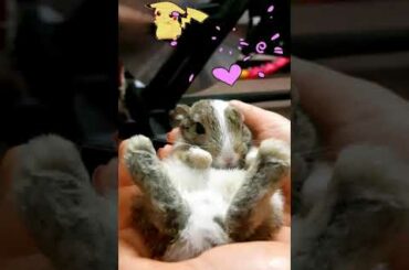 funny cute baby rabbit #Shorts