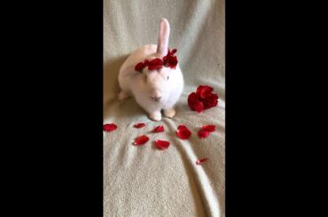 Cute Bunny Rabbit Teddy in Model Photoshoot #Shorts