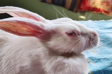 Ruhi is a pampered bunny| Cute rabbit videos 2021| Four Legged Angels.