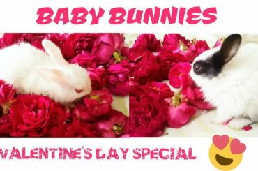 BABY BUNNIES|RABBIT BABY'S VALENTINE'S DAY|FUNNY RABBIT VIDEO| CUTE RABBIT PET PLAYING WITH FLOWER