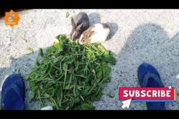 Cute baby Rabbit baby bunny