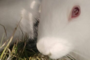 cute rabbit || rabbit farm || cute rabbit babys
