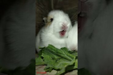 Cute Baby Bunnies Eating Green Leaves || #Shorts Video