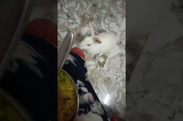Cute rabbit demanding food.