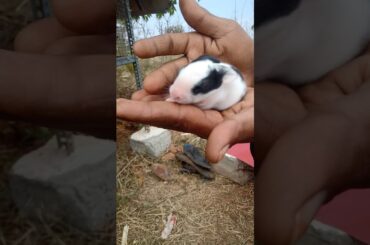 5 days cute rabbit puppy sleeping