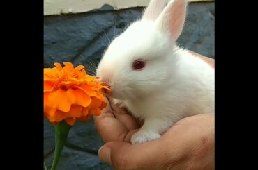 Cute bunny | Baby bunny | Cute video