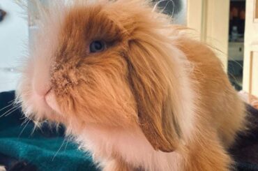 Holland Lop Bunny | Baby Bunnies | Cute Rabbit Baby