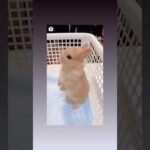 cute bunny tries to stand