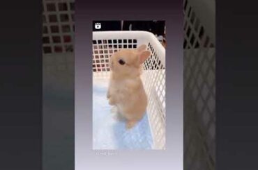 cute bunny tries to stand