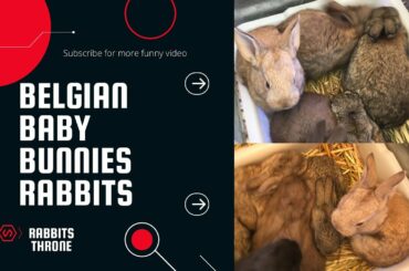 Belgian baby bunnies rabbit - Cute and funny video compilation 2021