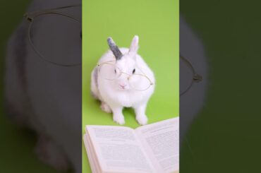 Cute Adorable Bunny Just being a Cute Bunny |#shorts
