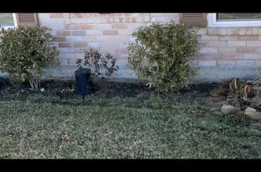 We saw cute bunny in our front yard after cold