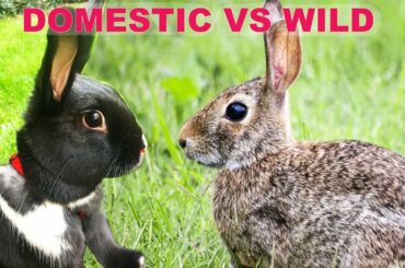 The Difference Between Wild & Domestic Rabbits!