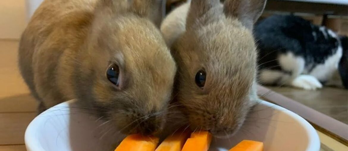 Adorable Baby Rabbit | Baby Bunnies Eating Carrots | Dinner Time
