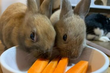 Adorable Baby Rabbit | Baby Bunnies Eating Carrots | Dinner Time