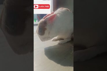 My Rabbit is Cleaning her face | Cute Rabbit | Pet Rabbit