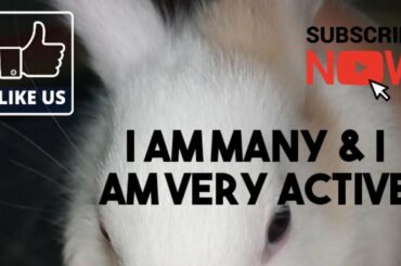 Cute Rabbit Video - Many Loves to Roam Around - Rabbit Video Compilation - Abeeha the Vlogger