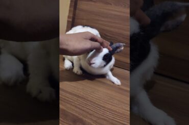 Cute Bunny got angry