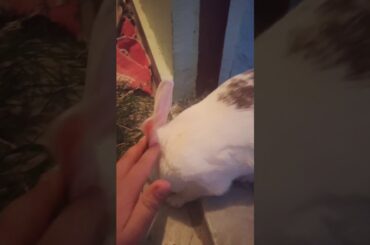 MY CUTE RABBIT | INDIAN RABBIT
