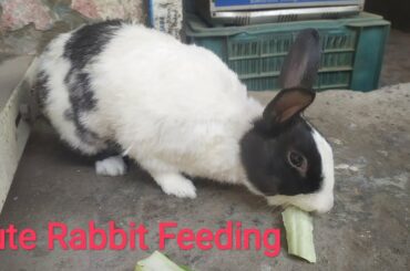 Rabbit feeding scene !! Cute Rabbit !!