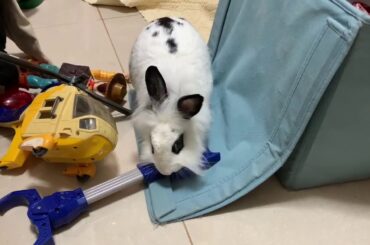 Cute Bunny Organizes the Toys | Lily Bobtail Doing Funny Things