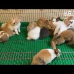 Rabbit Farming | Cute Baby cute rabbit baby