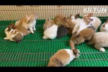 Rabbit Farming | Cute Baby cute rabbit baby