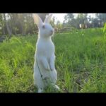 Cute Rabbit | #Shorts Video