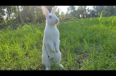 Cute Rabbit | #Shorts Video