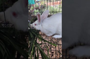 cute bunny.funny video.