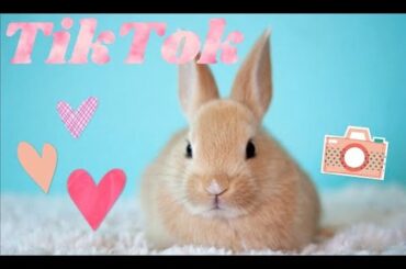 Bunny Side Of TikTok // CUTEST BUNNIES