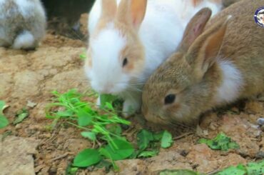 Funny And Cute Rabbit Flop Compilation | Rabbit Family 2021