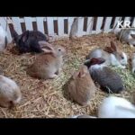 cute rabbit baby | cute rabbit videos