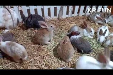 cute rabbit baby | cute rabbit videos