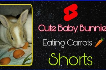 Cute Baby Bunnies Eating Their Favourite Treat | #Shorts Video