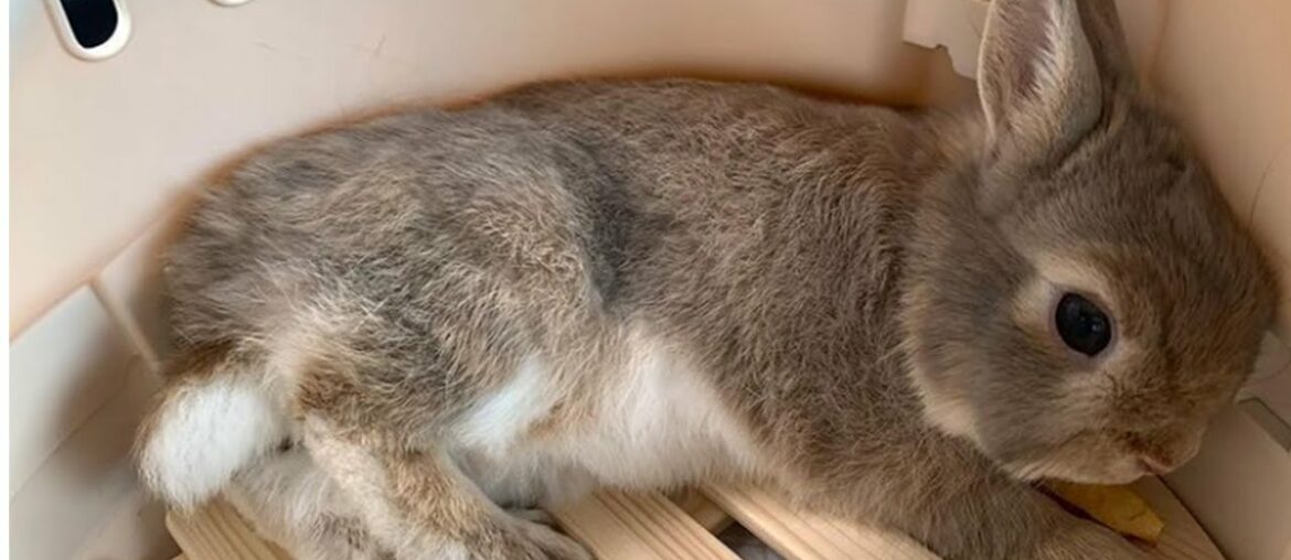 Netherland Dwarf Cute Baby Rabbit | Netherland Dwarf Bunny