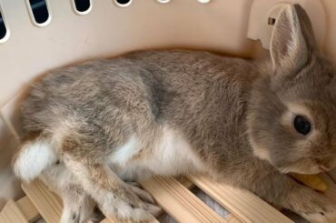 Netherland Dwarf Cute Baby Rabbit | Netherland Dwarf Bunny
